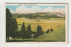 Vtg Postcard Scenery In Prince Edward Island Pine Trees Lush Fields Meadows UNP - Bild 1 von 2