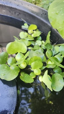 Jacintos de agua - Bolsa de galón Foto 1 de 2