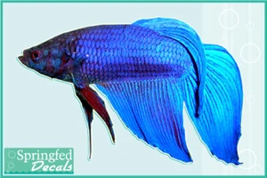 BETTA FISH Vinyl Decal Car Truck Sticker Aquarium Fish Decal Fighting Fish - Picture 1 of 1