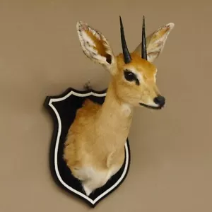 Steinböckchen HL 10 cm Kopf Präparat Haupt Antilope Afrika 95.14.26 - Bild 1 von 8