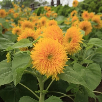 Teddy Bear Sunflower Seeds, Compact, Dwarf Sungold Sunflower, NON-GMO, FREE SHIP - Image 1 of 2