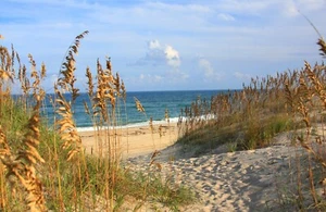 Fototapete VLIES-SANDSTRAND-(5780S)-Dune Tapete Palmen Gras Strähne XXL - Bild 1 von 2