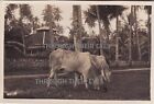 Singapore Original photo  cattle used for moving bullock cart circa 1920's