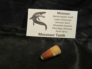 Dinosaur Bone Mosasaur Tooth Morocco, North Africa With Display Card MT A - Picture 1 of 8