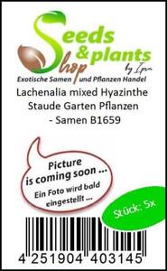 5x Lachenalia mixed Hyazinthe Staude Garten Pflanzen - Samen B1659
