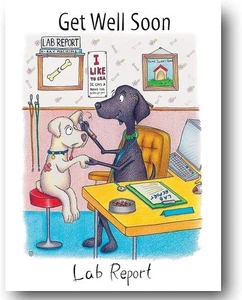 Compost Heap Get Well Soon Lab Report Greeting Card Humorous Funny Dog Labrador - Picture 1 of 3