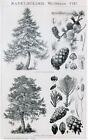 Antique 1885 LARIX EUROPEA TREE PINUS FLORA PLANTS SCIENCE Book Print Lithograph