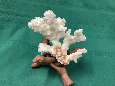 Natural Coral White Ocean Reef Aquarium Decoration 4” X 3.5” - Image 1 of 3