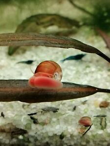 Lot De 50 Escargots Planorbes D Aquarium Pour Débutants