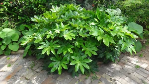 Japanese Aralia (Fatsia japonica) 20 Seeds - Picture 1 of 3