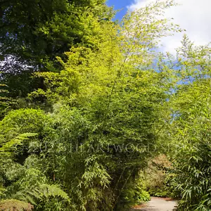 Fargesia yuanjiangensis (Borinda) Golden Umbrella Clumping Bamboo 15 Plant SEEDS - Picture 1 of 2