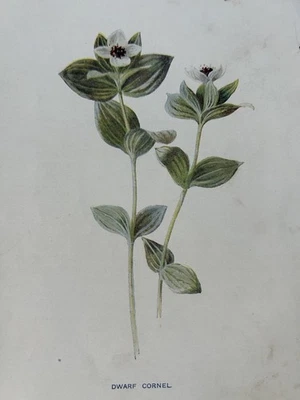 Antiker Druck 1902 Botanischer Zwergkornel F.E. Hulme Wildblumenkunst - Bild 1 von 4