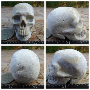 2.02" Coral Fossil Stone Skull Hand Carved Realistic 80.0g 2.8oz Crystal Healing - Picture 1 of 12