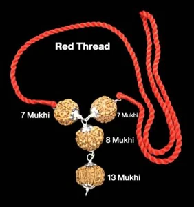 Rudraksha Combination For Business Power Marketing & Trading 7,7,8,13 Mukhi - Picture 1 of 3