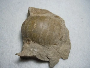 Ammonit seltenes Nautiloid Fossil in Matrix Stein Präparat Frankreich 101 Gramm - Bild 1 von 12