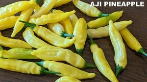 SEED- Hot Pepper Aji Pineapple  Aji Mango Aji Strawberry Drop Spicy Hot Sauce - Bild 1 von 26