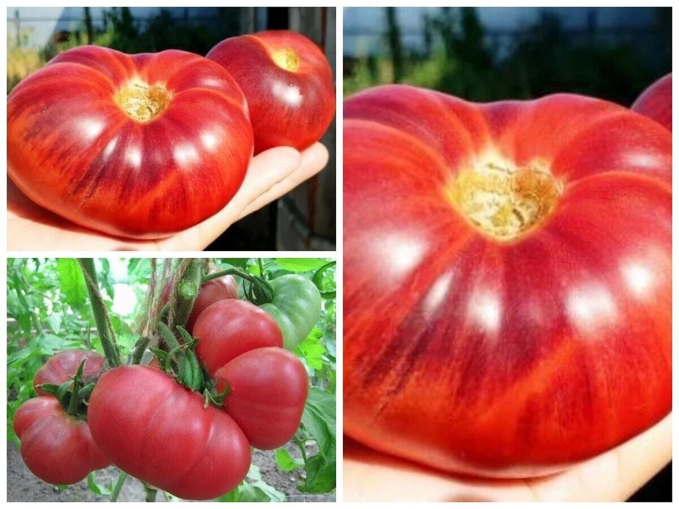 Semillas de semillas de tomate Томат Синее мена - Imagen 1 de 1