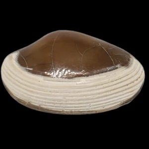 69 gr Natural Pulido Bivalvia Almeja Áspera PELECYPODA Fósil - Imagen 1 de 7