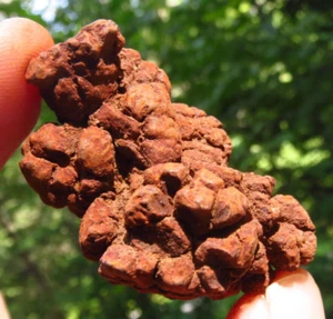 COPROLITE POWERFUL GROUNDING FOSSIL NATURAL FOSSILIZED DINOSAUR DUNG *4 - Picture 1 of 6