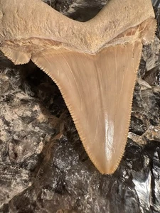 "FÓSIL DE DIENTE DE TIBURÓN AURICULATUS GRANDE ANCHO 3,81"" RARO ANCESTRO MEGALODON MARRUECOS" - Imagen 1 de 8