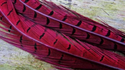 Irish Fly Supplies Cock Pheasant tails - Magenta x 5, Crunchers, PTN nymphs.