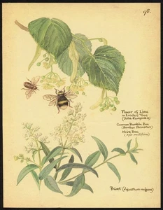 Edith Holden BUMBLE BEE and LIME FLOWER vintage repro 1906 botanical print - Picture 1 of 3