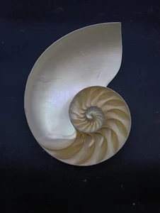 Half sliced nautilus sea shell. 7.5" Collectors Hamptons #13049 - Picture 1 of 4