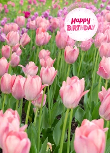 PINK BLOOMS - Christian/ Religious Birthday Card - Big 5" x 7" Card - Picture 1 of 3