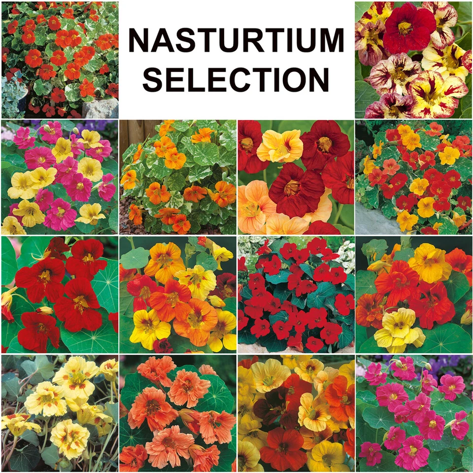 Nasturtium Seeds Selection Mr Fothergill's Trailing Climbing Dwarf Flowering - Image 1 of 1