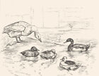 Birds. The Duck Pond-Landseer C1880 Old Antique Vintage Print Picture