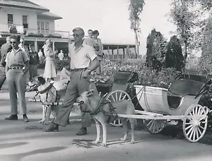 CANADA c. 1950 - Chiens Saddled Cart Promenade Montmorency Falls Quebec - CH 61 - Picture 1 of 2