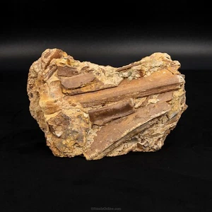 8" Edmontosaurus Teeth, Tendons and Bones in Sandstone Matrix- Wyoming 3376 - Picture 1 of 8