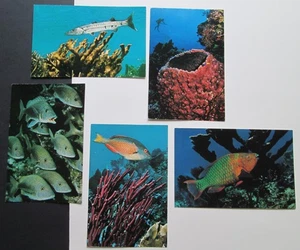 JERRY GREENBERG Unterwasserfotografie (5) Vintage Postkarten 1972+1981 SEAHAWK PRESS - Bild 1 von 2