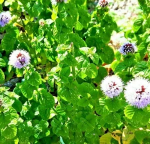 Mentha rotundifolia. The round leaved spearmint. Edible flowering herb in pot - Picture 1 of 1