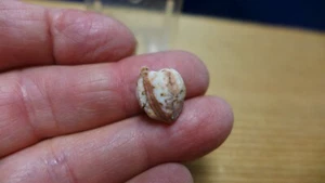 GEOLOGICAL ENTERPRISES Permian fossil blastoid Deltablastus delta Timor - Picture 1 of 5