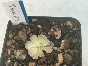 Pinguicula Jannes - Picture 1 of 1