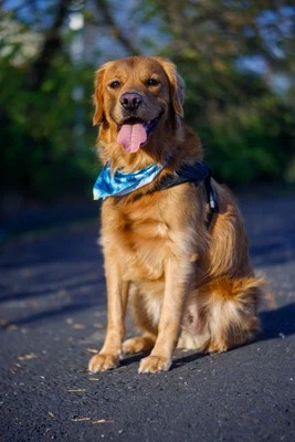 🔥 Leitz Leica Hektor 85mm F2.5 Mirrorless With Aperture Modified Vintage... - Image 1 of 4