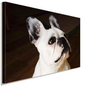 Französische Bulldogge Weiß AK Art Bilder Premium Kunstdruck Made in Germany  - Bild 1 von 5