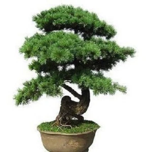 50 Samen Von Kiefer Schwarz Japanese (Pinus Thunbergii) - Bild 1 von 1