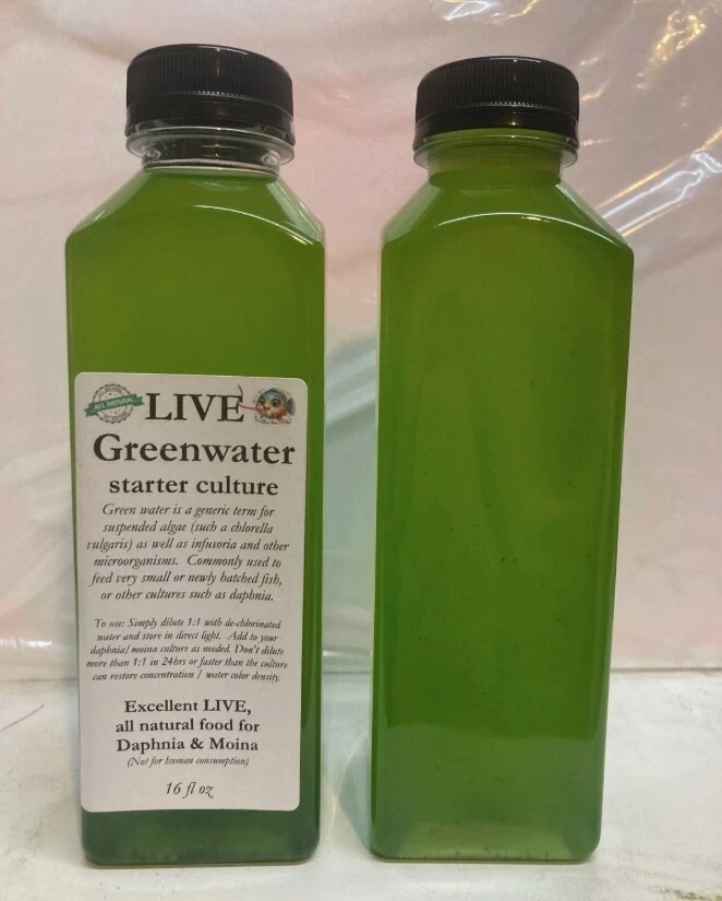 Green Water Culture Chlorella 16oz live fresh for Daphnia, Moina greenwater - Изображение 1 из 1