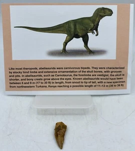 Abelisaurus Raptor Teeth Cretaceous Dinosaur Morocco COA Real No Repair A55 - Picture 1 of 2