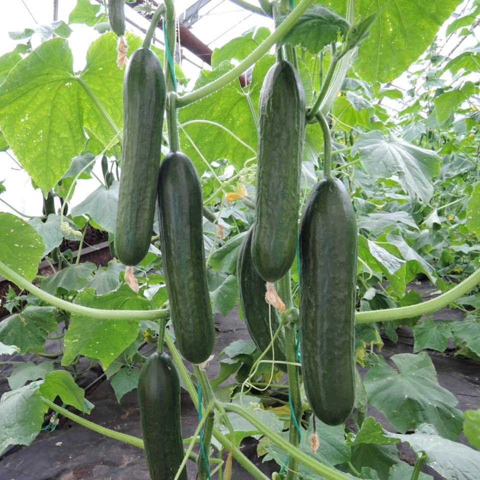 BABY SNACK POCO F1 CUCUMBER SEEDS Vegetable Seeds Non GMO Spring Summer Cucumber - Image 1 of 1