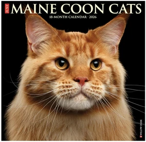 Maine Coon Cats : 2026 12 X 12 Wall Calendar by Willow Creek Press (2025,... - Picture 1 of 1