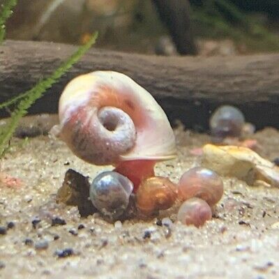 Assorted Ramshorn Snails (Planorbarius Corneus) • 13.99$