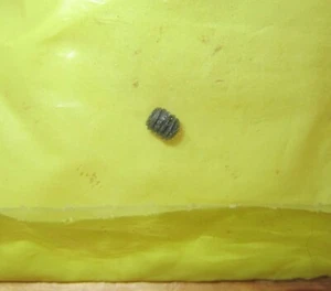 Ruger Bearcat Pawl Spring Retaining Screw - Picture 1 of 1