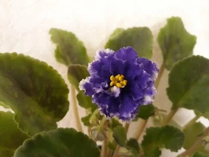African Violet " EK - Sinee Sinee More " 2 Blätter Usambaraveilchen.   - Bild 1 von 3