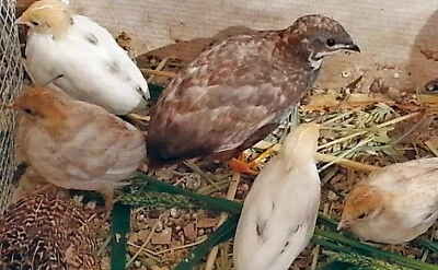 12 Fertile Button Quail Hatching Eggs - Variety of Colors - Shipped in Foam