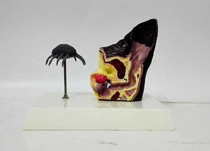 Canine Ear Model Veterinary Anatomy Dog vet display teaching demonstation - Picture 1 of 1