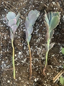 Kalanchoe fedtschenkoi-Lavender Scallops- 3 Live Cuttings - Picture 1 of 4