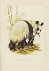 Großer Panda Ailuropoda melanoleuca Riesenpanda  Farbdruck 1958 Zoologie